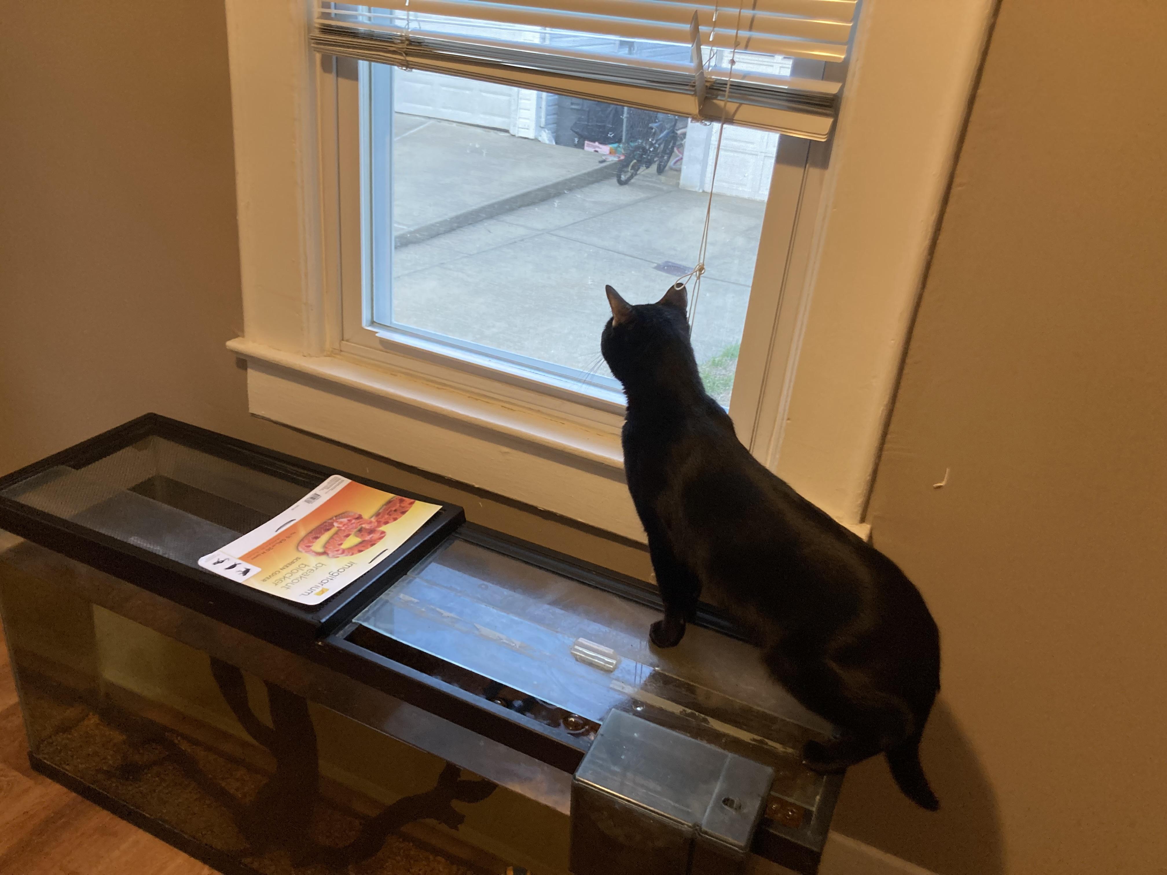 General, a Adoptable Bombay in Brooklyn, NY image 3/3