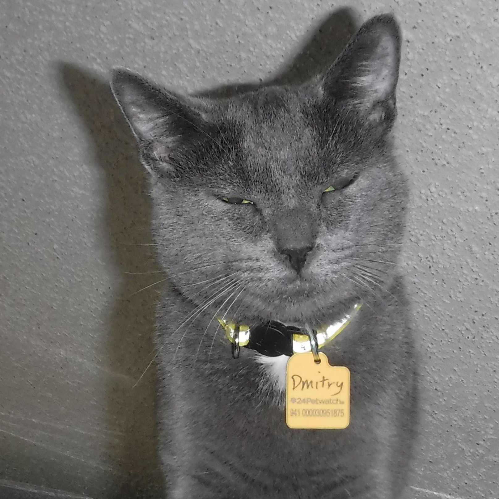 Enlarge Dmitry - Handsome Russian, a Adoptable mixed breed in Hoquiam, WA image 2/5