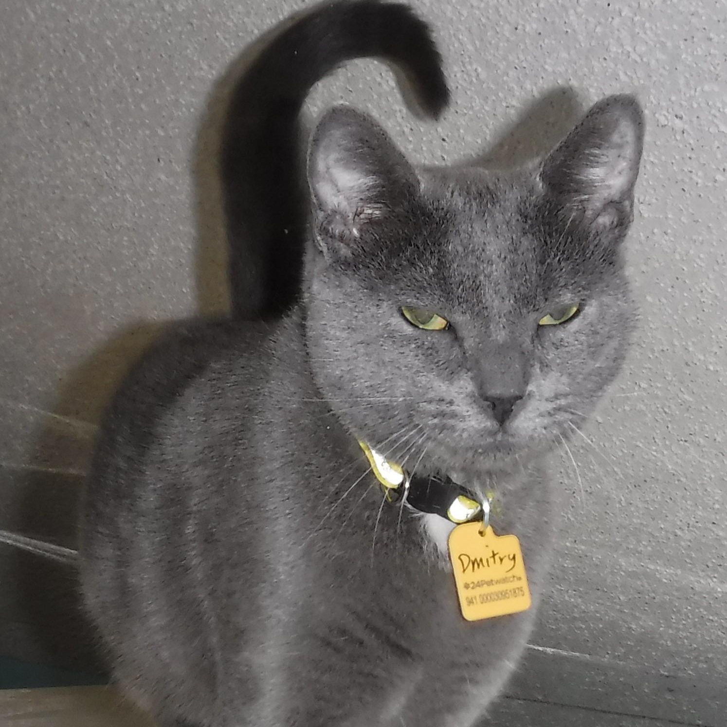 Dmitry - Handsome Russian