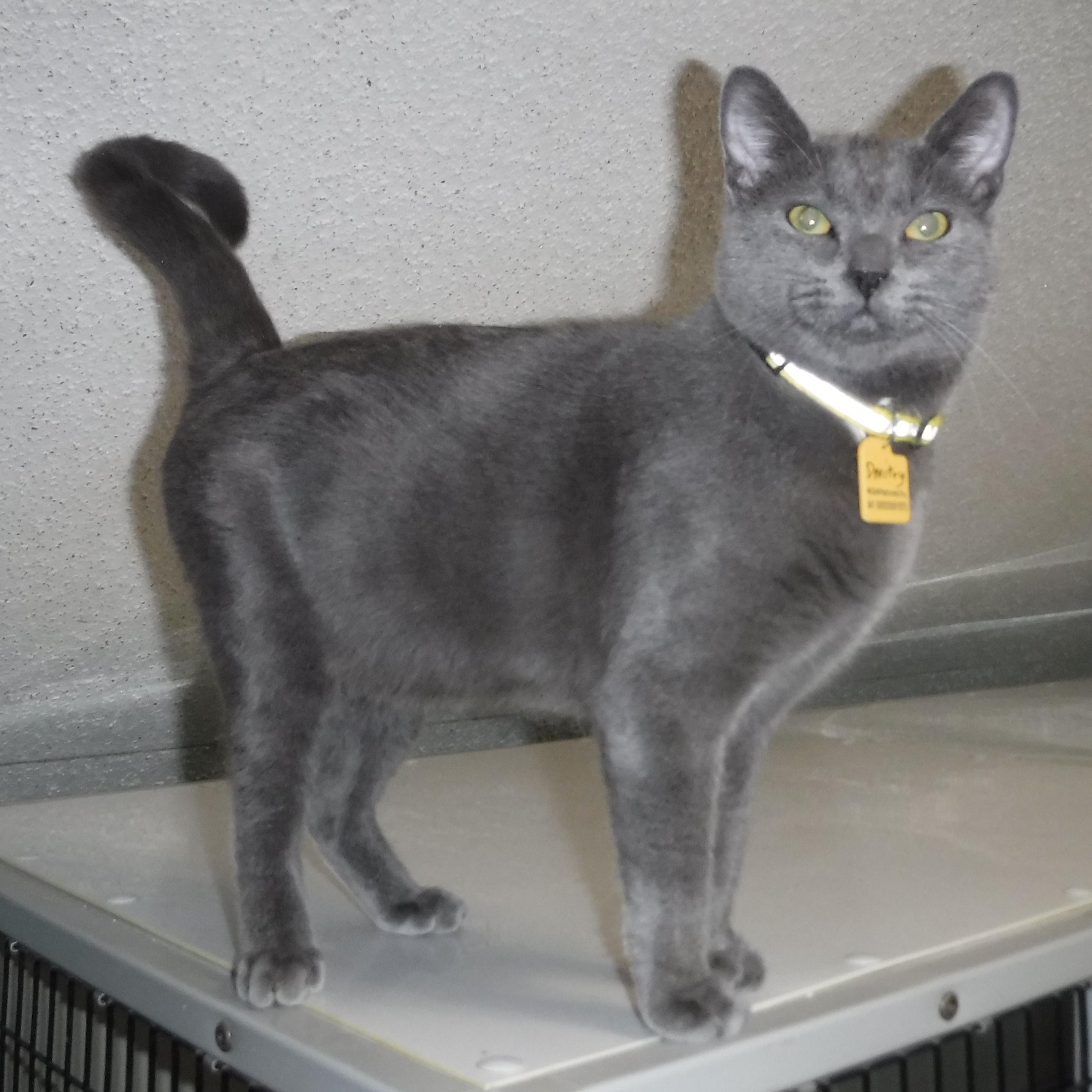 Enlarge Dmitry - Handsome Russian, a Adoptable mixed breed in Hoquiam, WA image 1/5