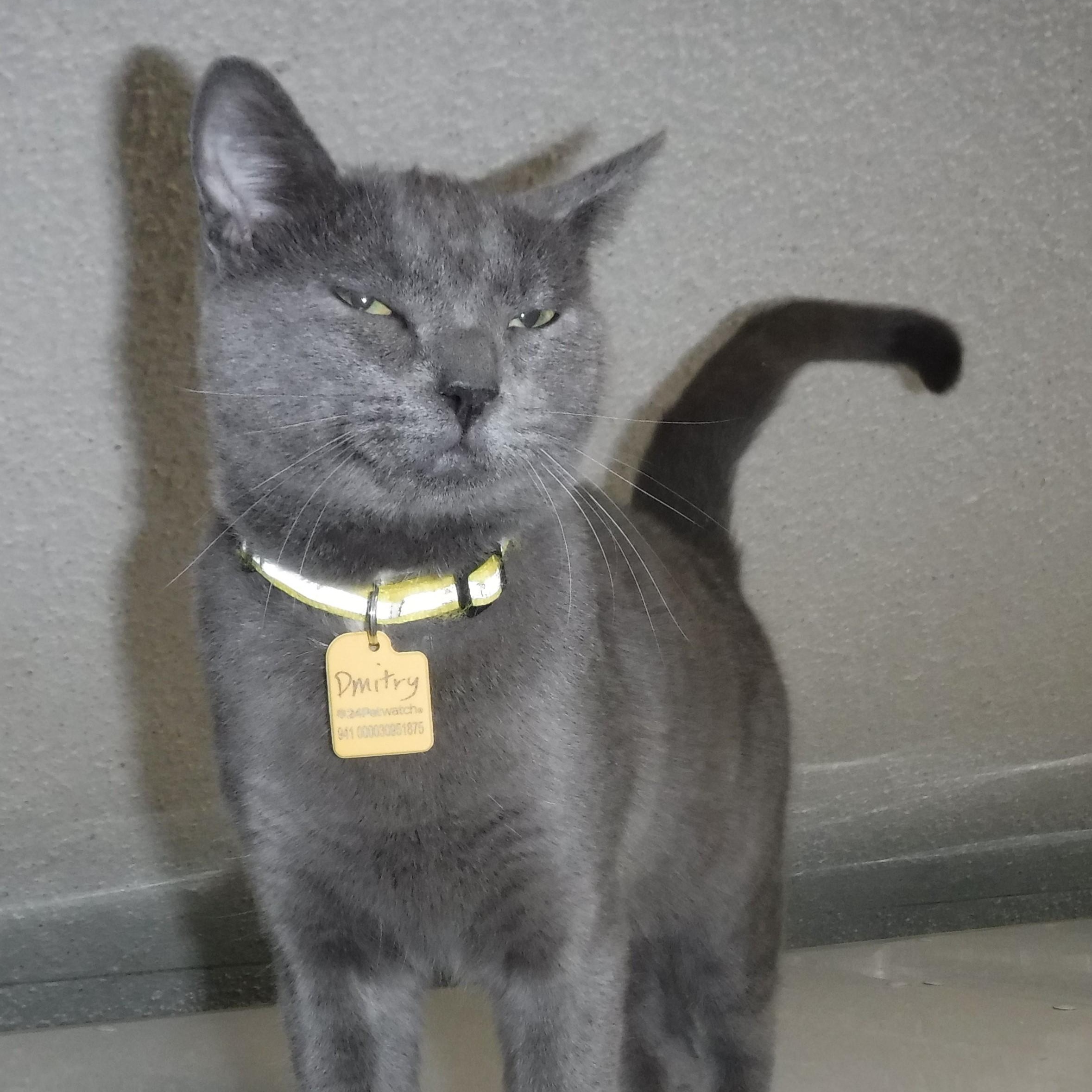 Enlarge Dmitry - Handsome Russian, a Adoptable mixed breed in Hoquiam, WA image 3/5