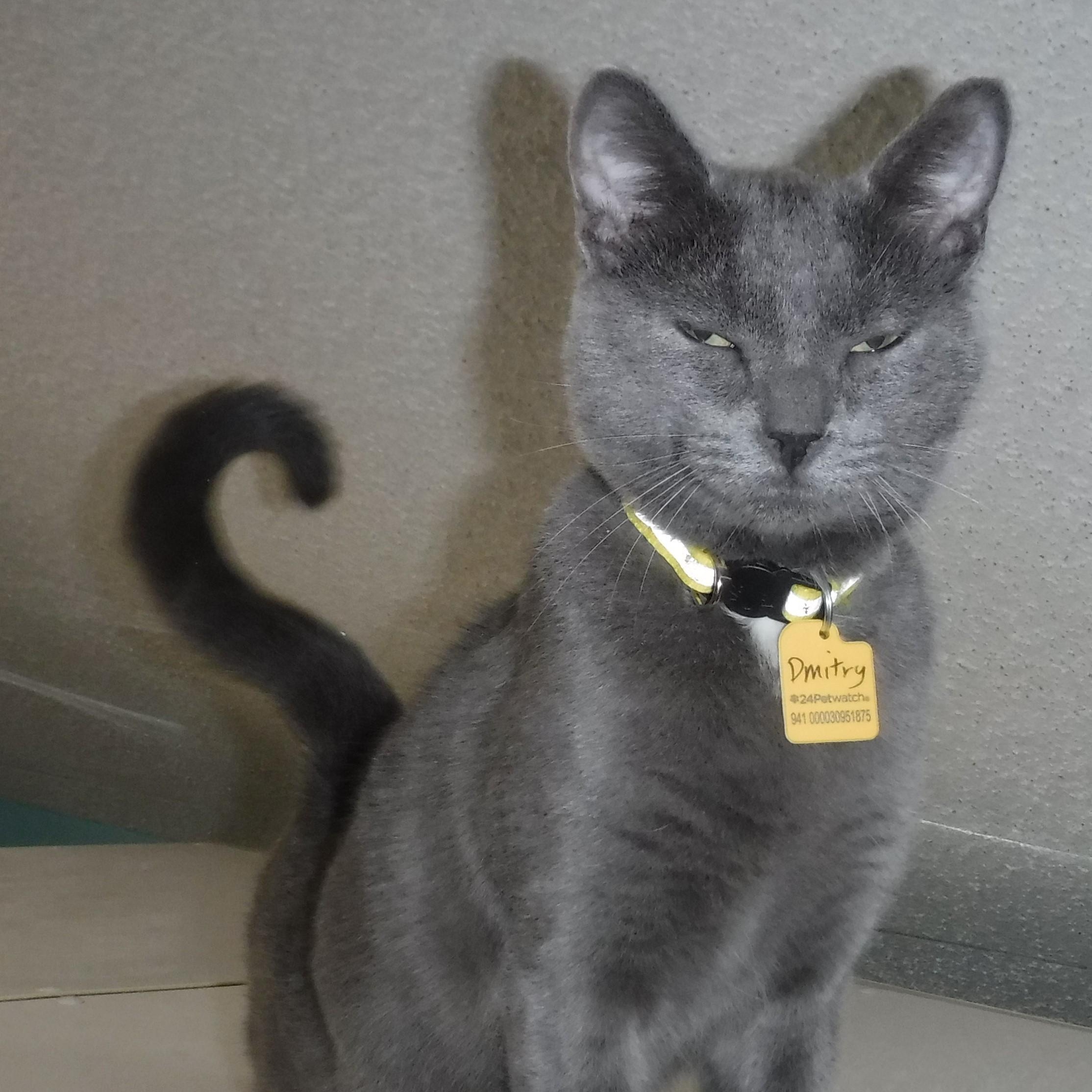 Enlarge Dmitry - Handsome Russian, a Adoptable mixed breed in Hoquiam, WA image 4/5