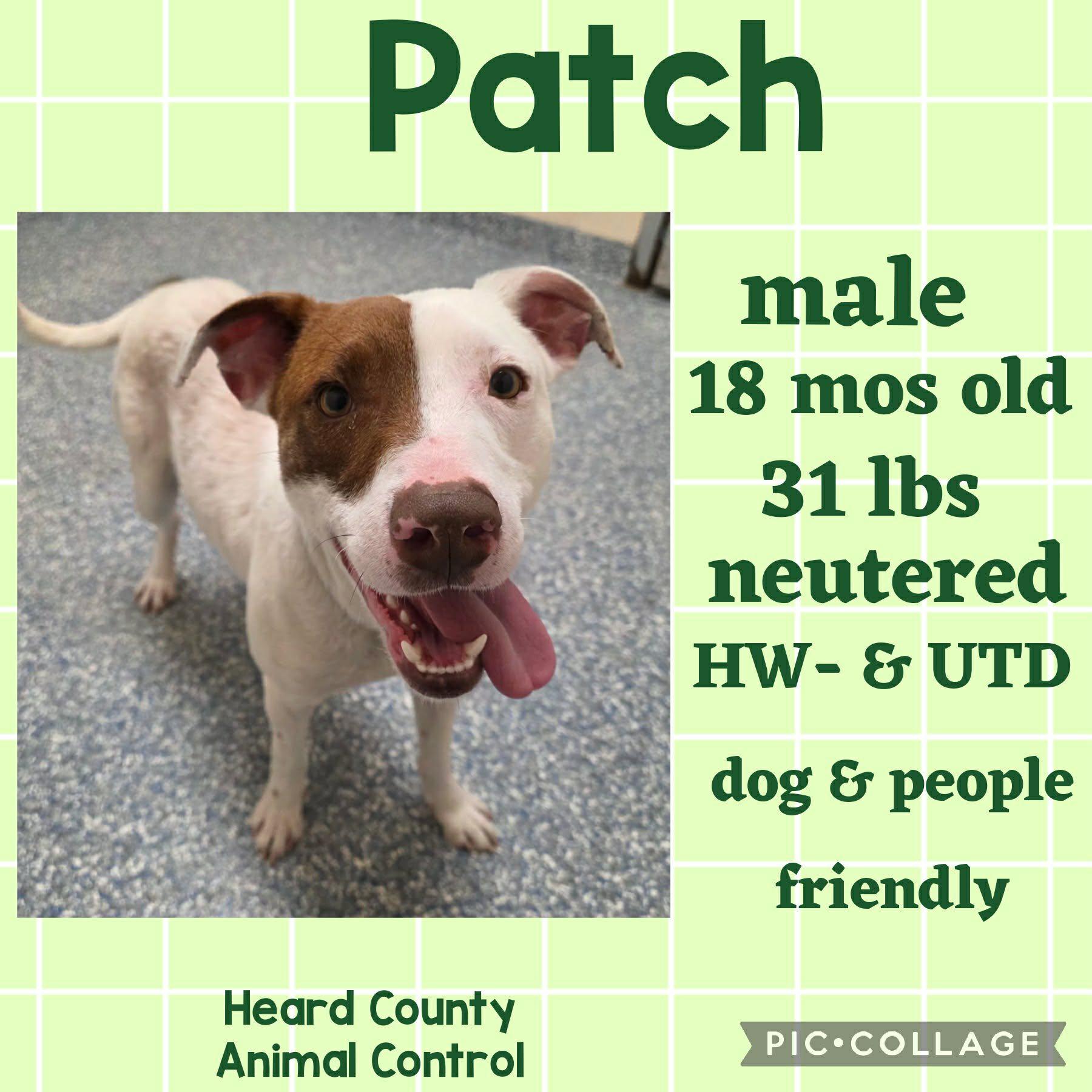 Patch, ADOPTABLE, Adult Male Mixed Breed.