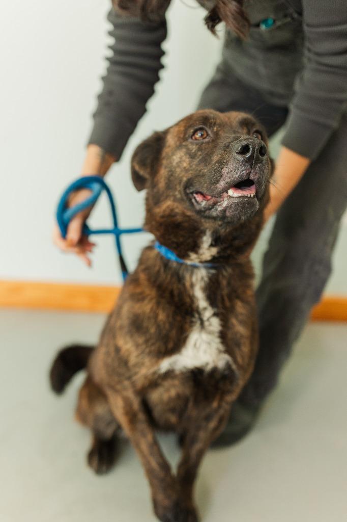 Kim, Adoptable, Adult Female Mixed Breed.