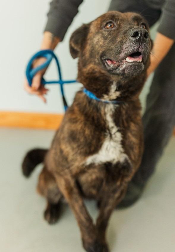 Kim, a Adoptable mixed breed in Lawrenceburg, TN image 2/6