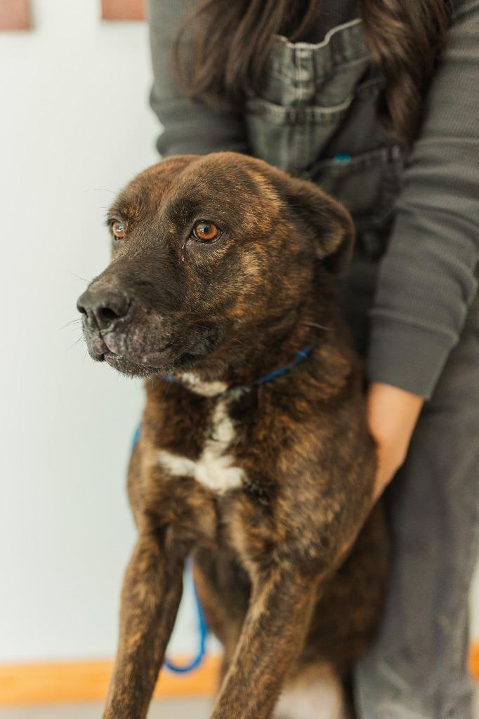 Kim, Adoptable, Adult Female Mixed Breed.