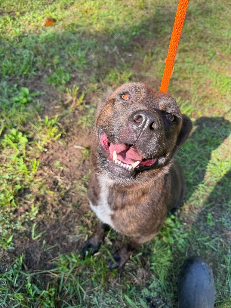 Kim, a Adoptable mixed breed in Lawrenceburg, TN image 5/6