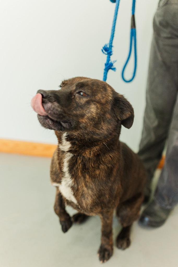 Kim, a Adoptable mixed breed in Lawrenceburg, TN image 3/6