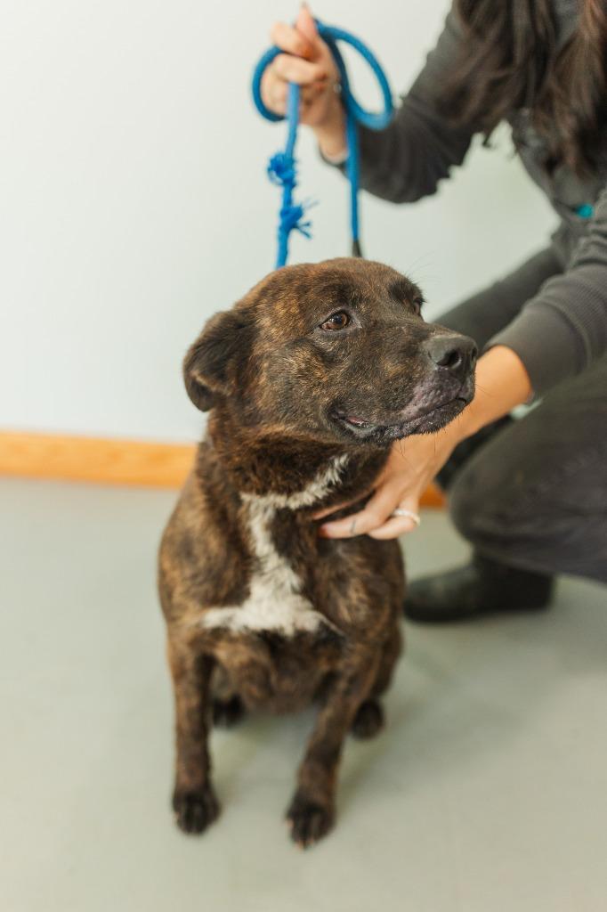 Kim, a Adoptable mixed breed in Lawrenceburg, TN image 5/6