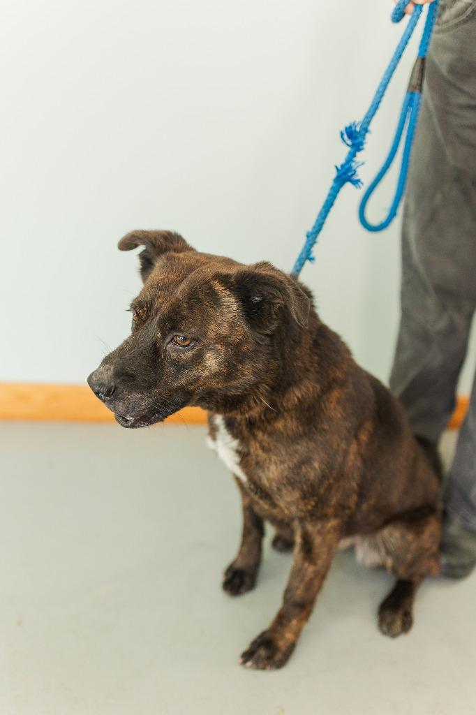 Kim, a Adoptable mixed breed in Lawrenceburg, TN image 6/6