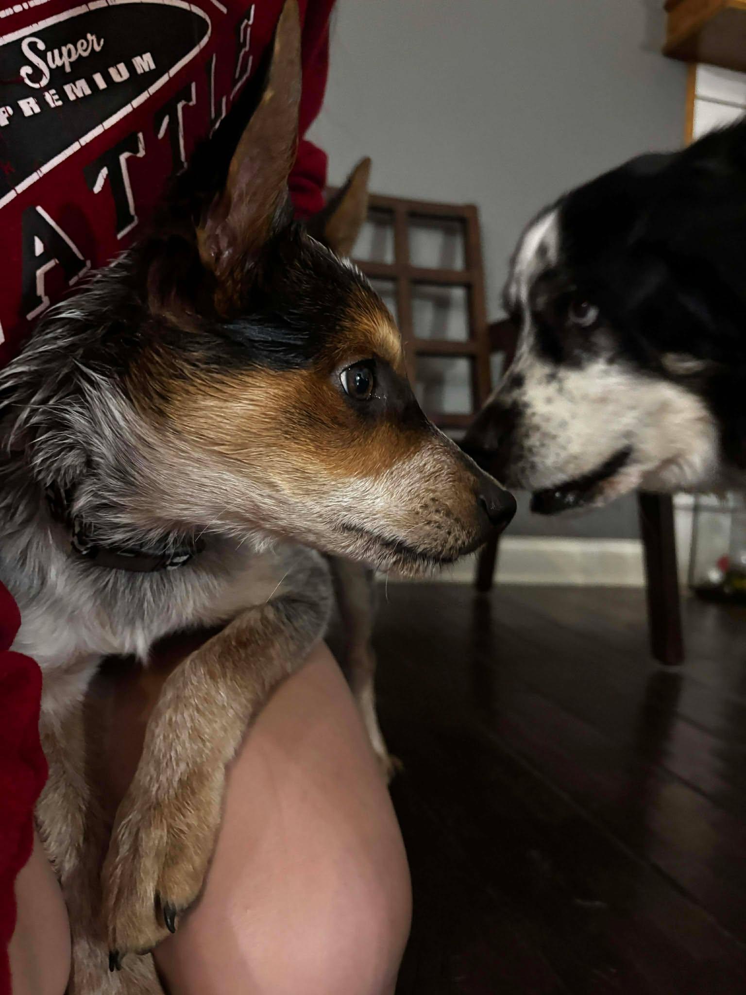 Lobo *PENDING*, Adoptable, Young Male Australian Cattle Dog / Blue Heeler.