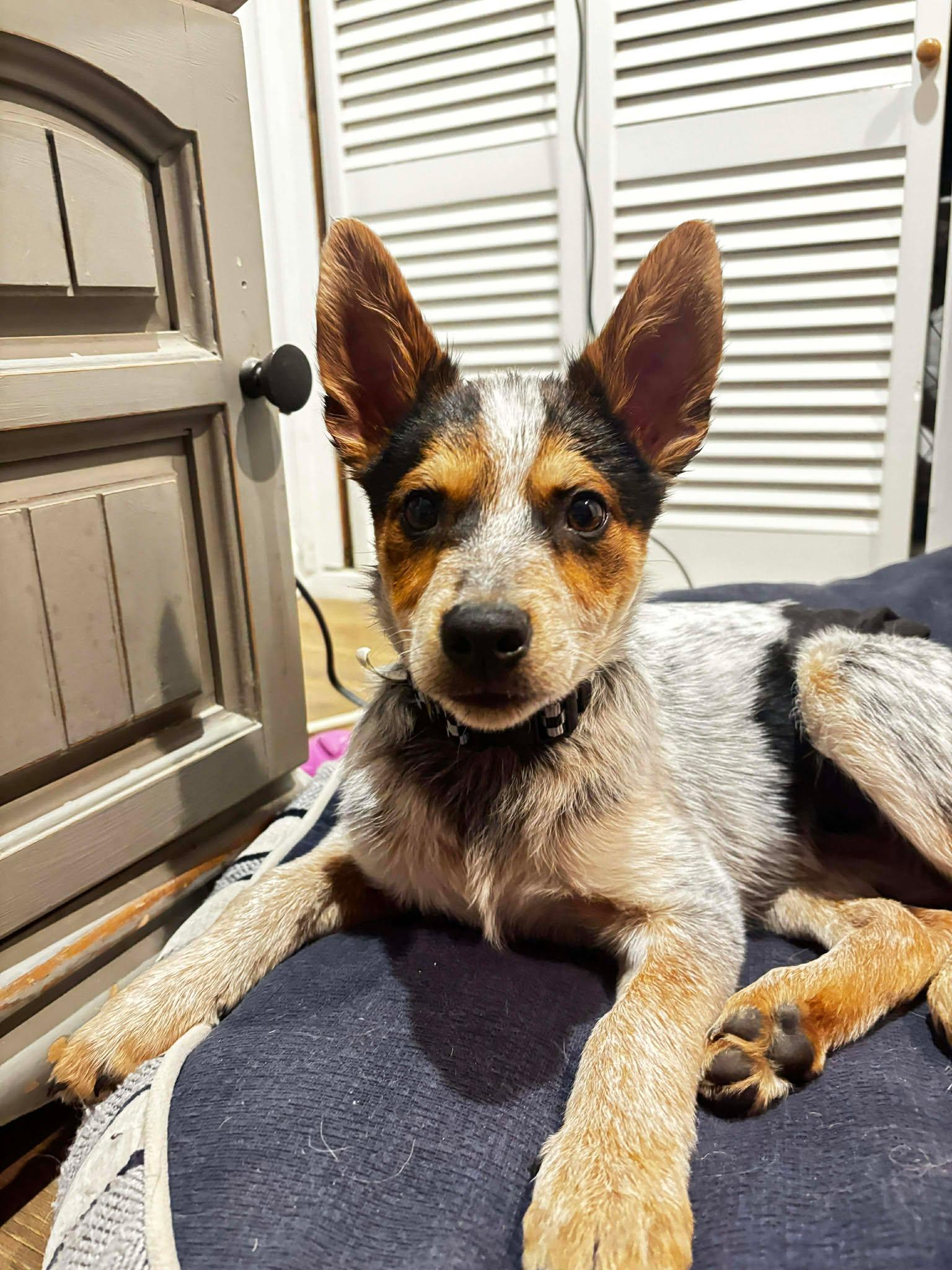 Enlarge Lobo *PENDING*, a Adoptable Australian Cattle Dog / Blue Heeler in Gretna, NE image 3/3