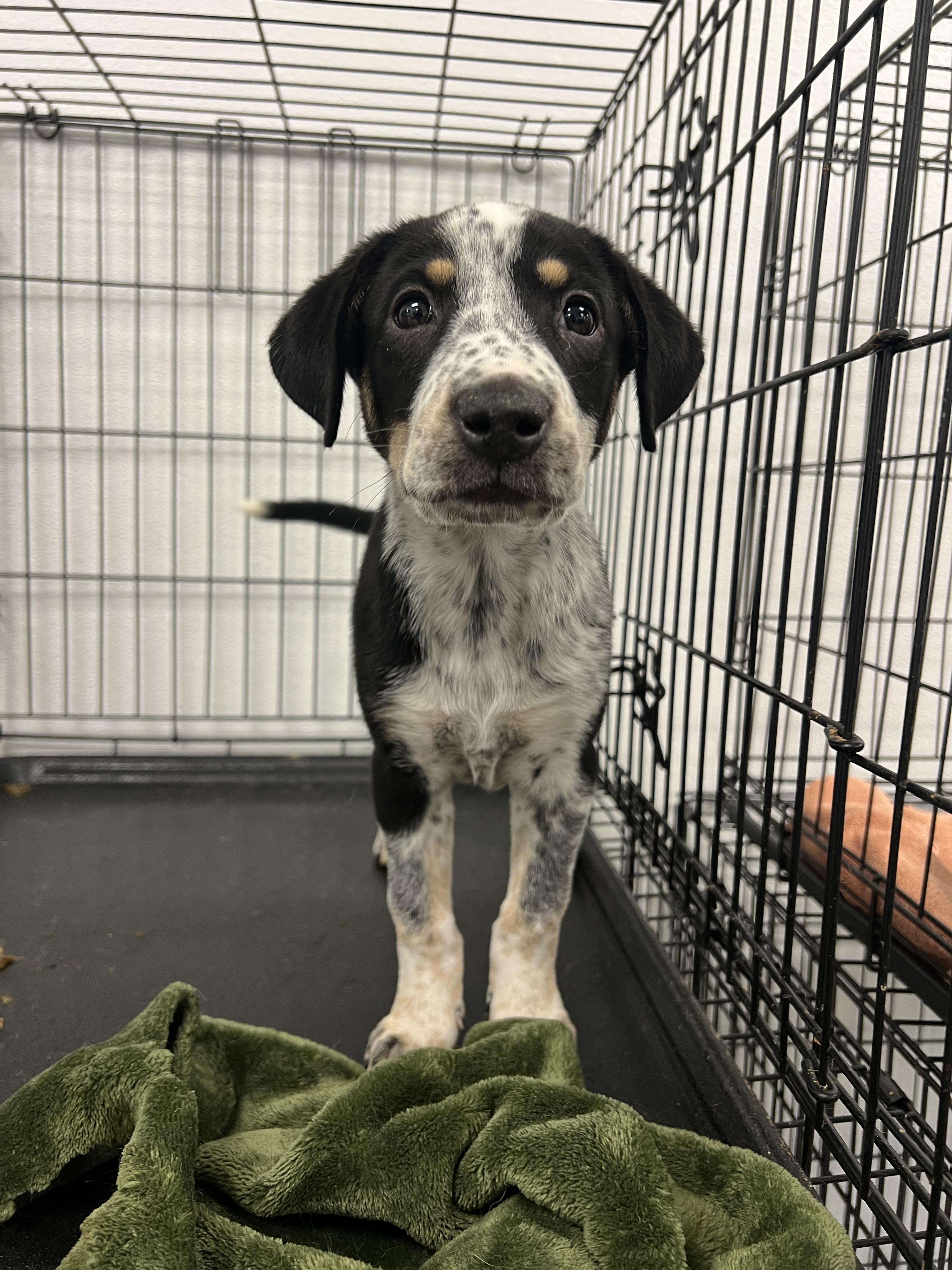 Sporty Spice, adoptable, Puppy Female Australian Cattle Dog / Blue Heeler & Beagle.