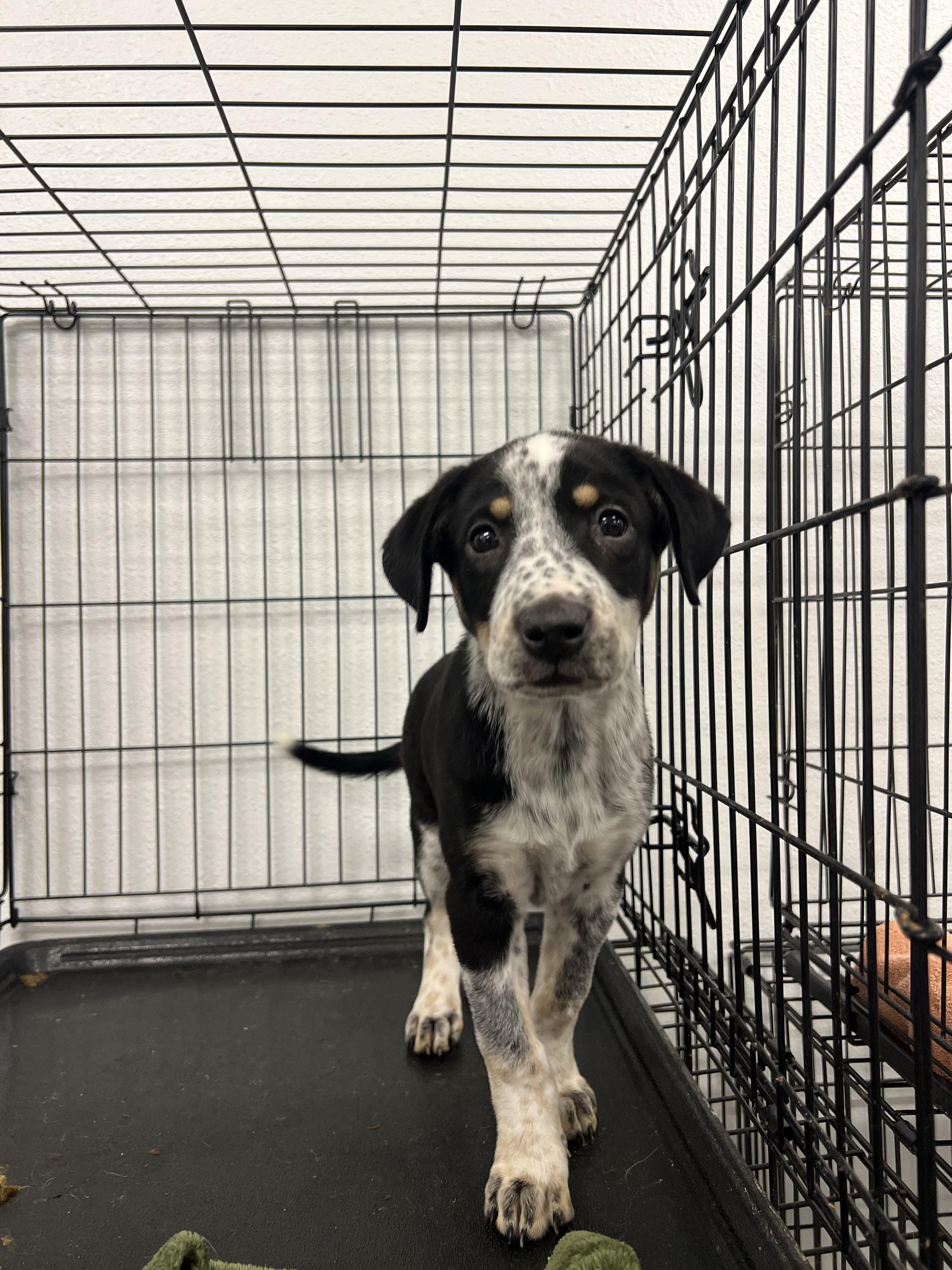 Sporty Spice, an adoptable mixed breed in Vail, CO image 3/5