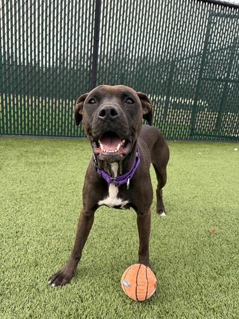 PJ, Adoptable, Young Female Pit Bull Terrier & Mixed Breed.