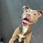 Diamond, Adult Female unknown