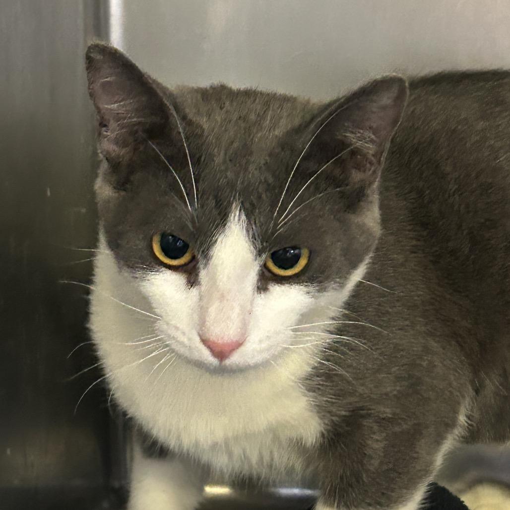 Bravo*, Adoptable, Young Female Domestic Short Hair.