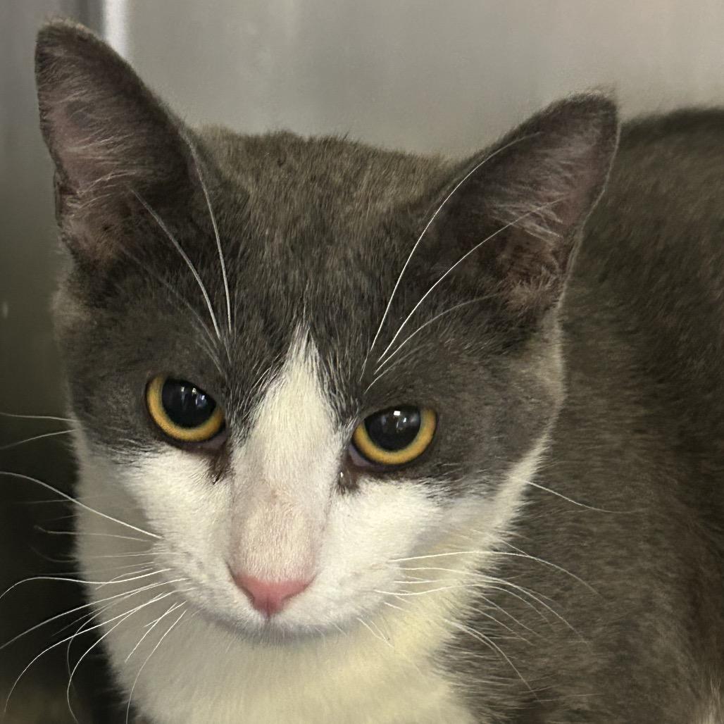 Bravo*, a Adoptable Domestic Short Hair in San Gabriel, CA image 2/2