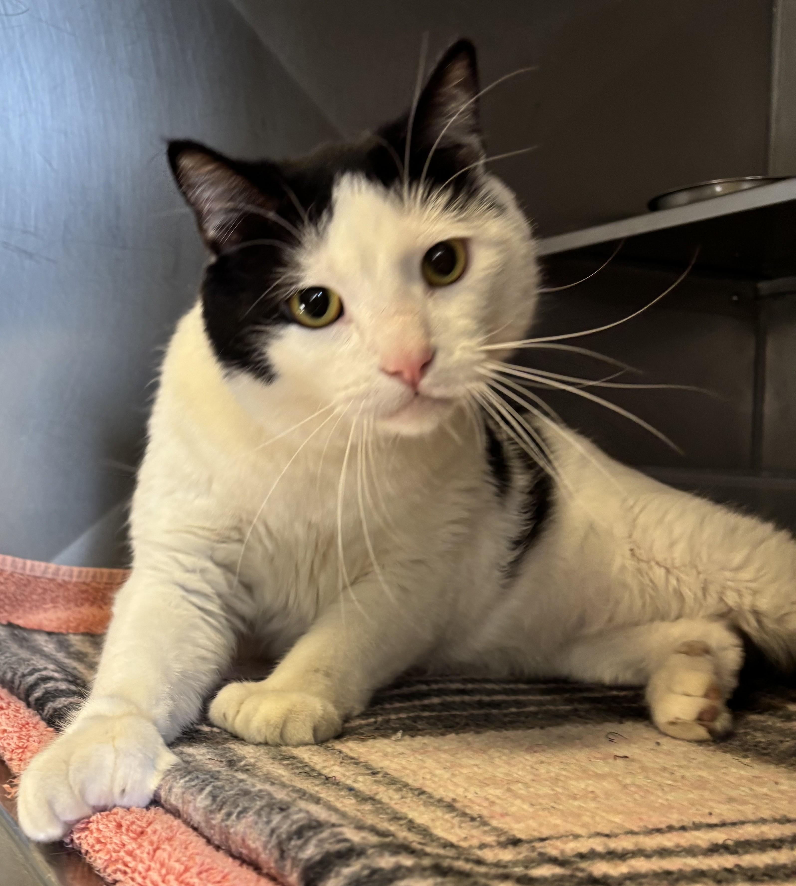 Ollie , ADOPTABLE, Adult Male Domestic Short Hair.