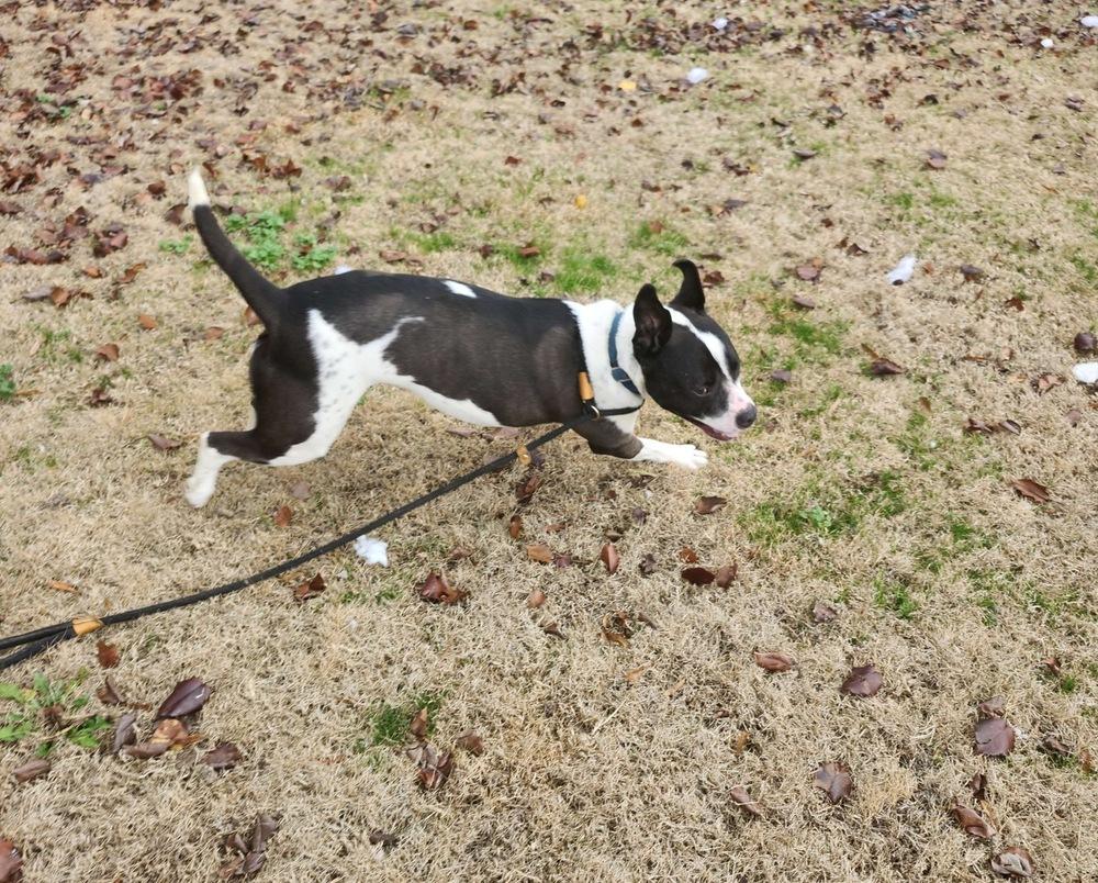 Enlarge Daisy June, a Adoptable mixed breed in Boston, MA image 1/6