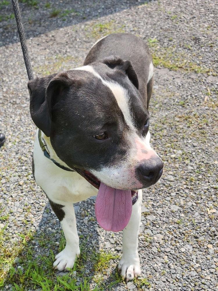 Enlarge Daisy June, a Adoptable mixed breed in Boston, MA image 2/6