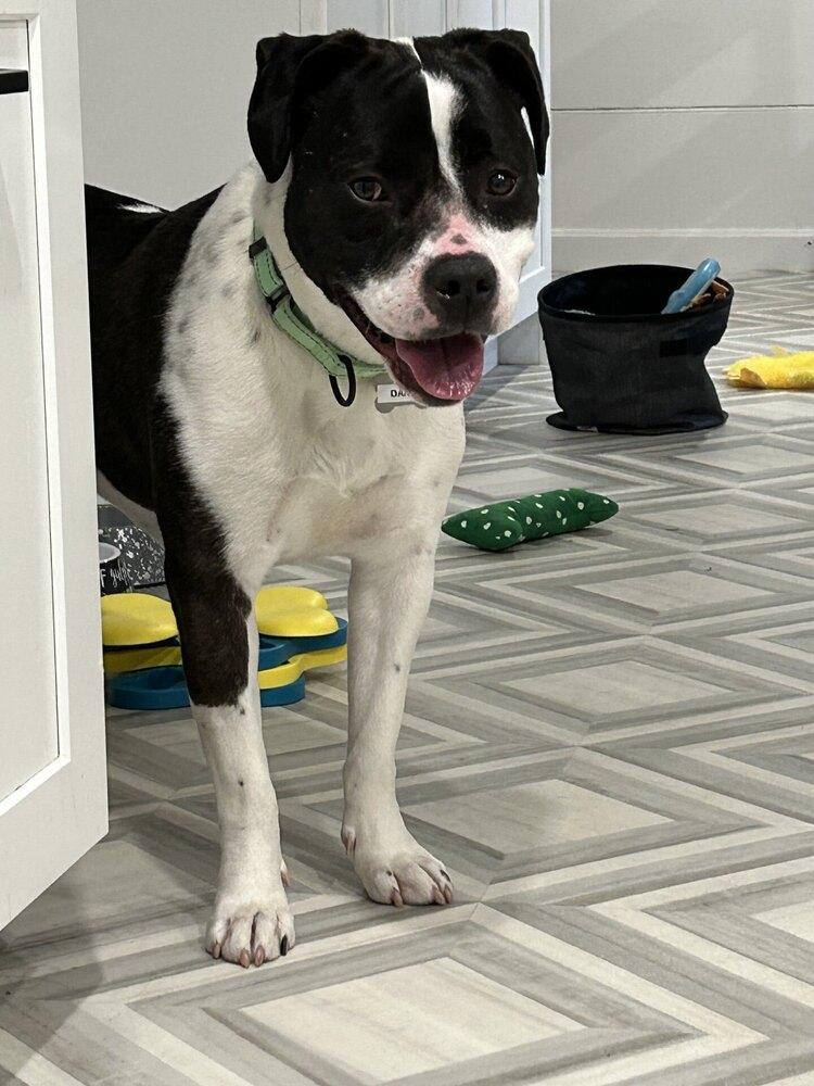 Daisy June, a Adoptable mixed breed in Boston, MA image 1/6