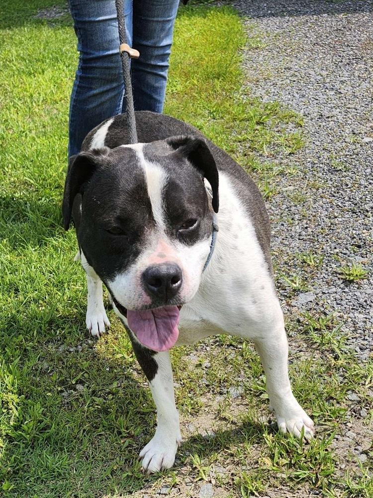 Enlarge Daisy June, a Adoptable mixed breed in Boston, MA image 3/6