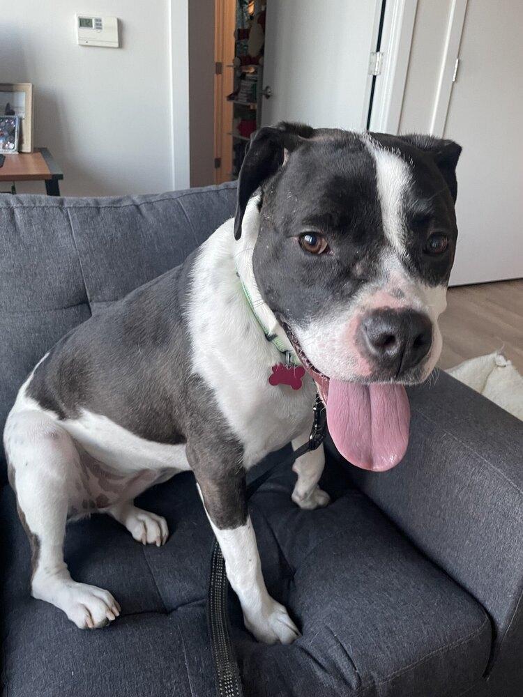 Daisy June, a Adoptable mixed breed in Boston, MA image 2/6