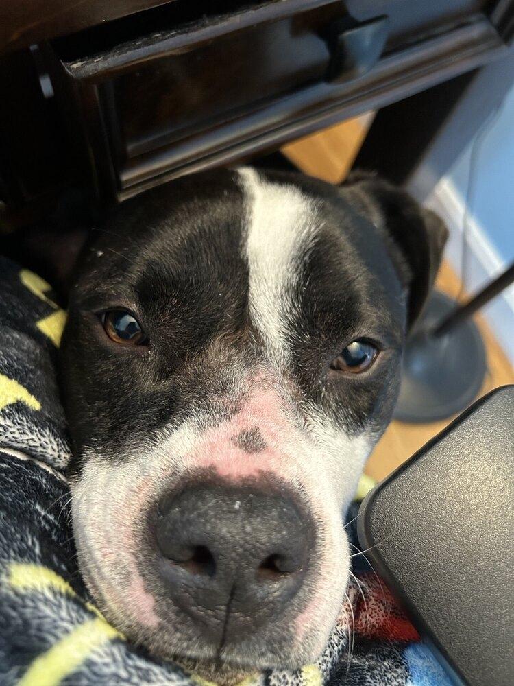 Daisy June, a Adoptable mixed breed in Boston, MA image 4/6