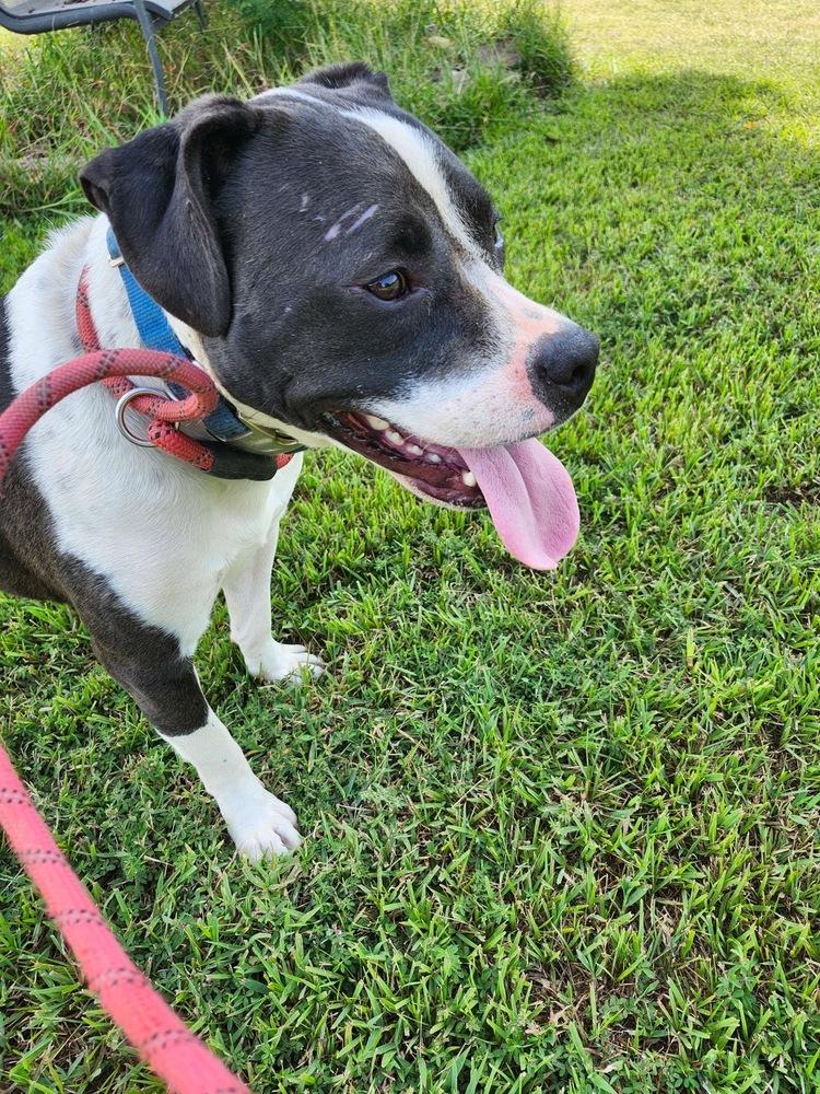 Enlarge Daisy June, a Adoptable mixed breed in Boston, MA image 5/6