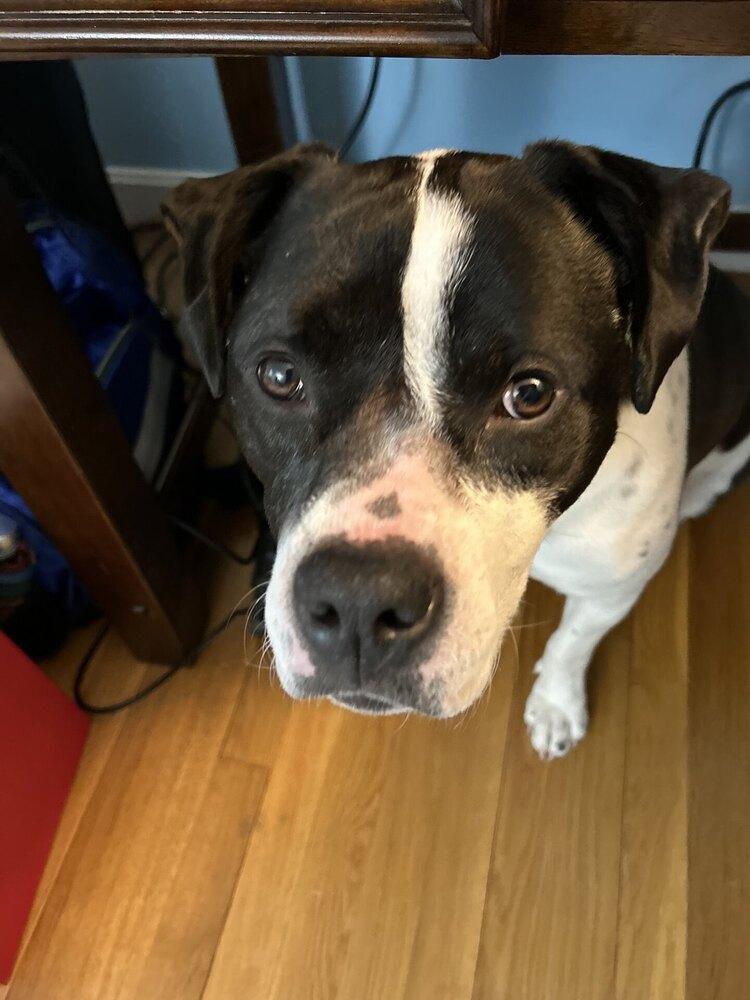 Daisy June, Adoptable, Adult Female Pit Bull Terrier.