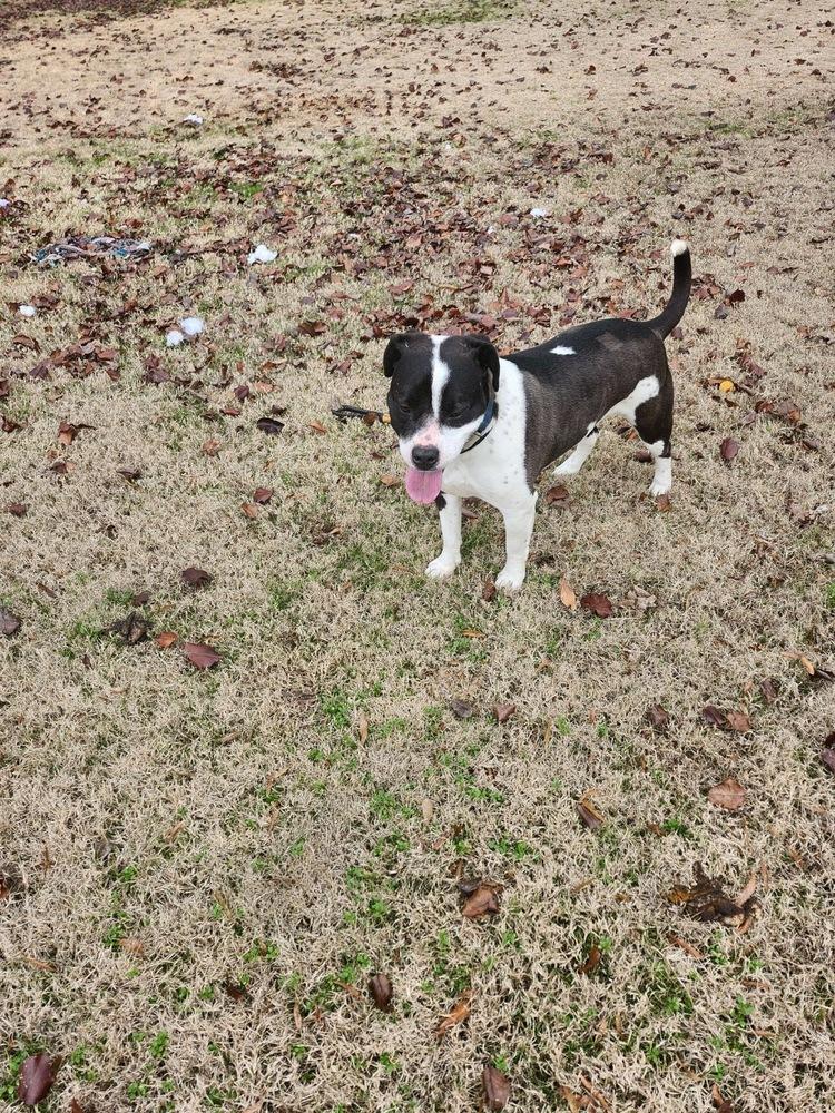 Enlarge Daisy June, a Adoptable mixed breed in Boston, MA image 6/6