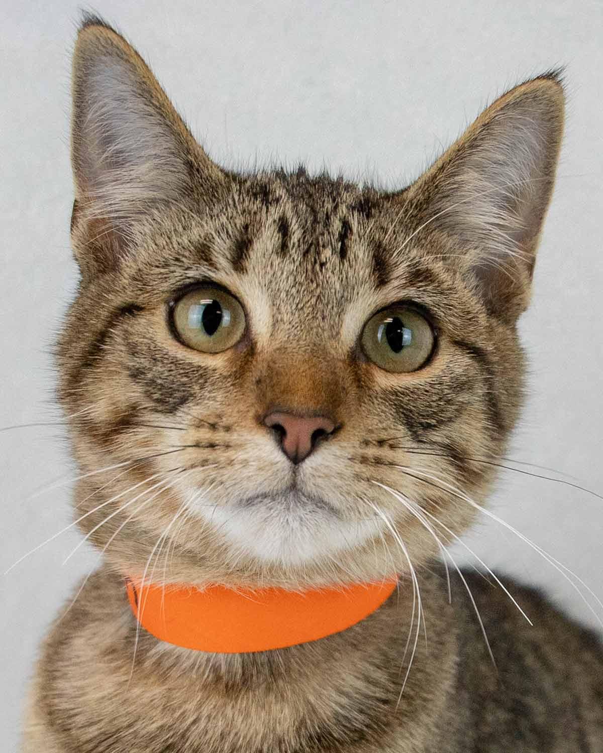 Q*Bert, Adoptable, Kitten Male Domestic Short Hair & Tabby.