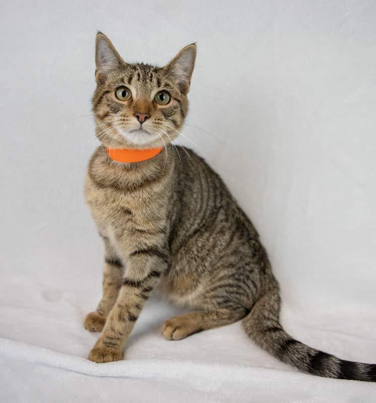 Enlarge Q*Bert, a Adoptable mixed breed in Kennesaw, GA image 2/6