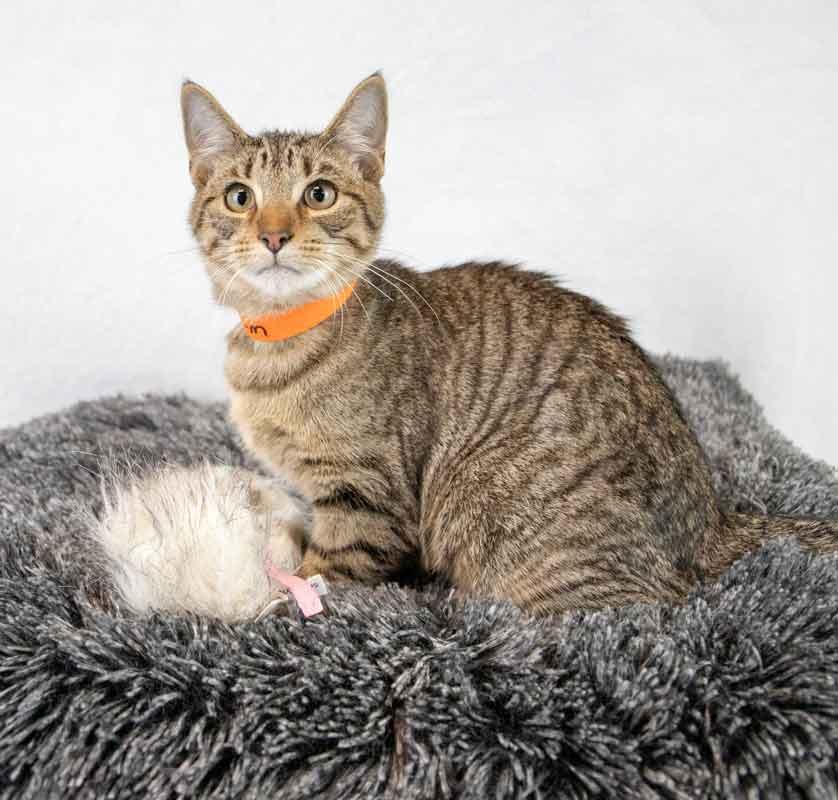 Enlarge Q*Bert, a Adoptable mixed breed in Kennesaw, GA image 3/6