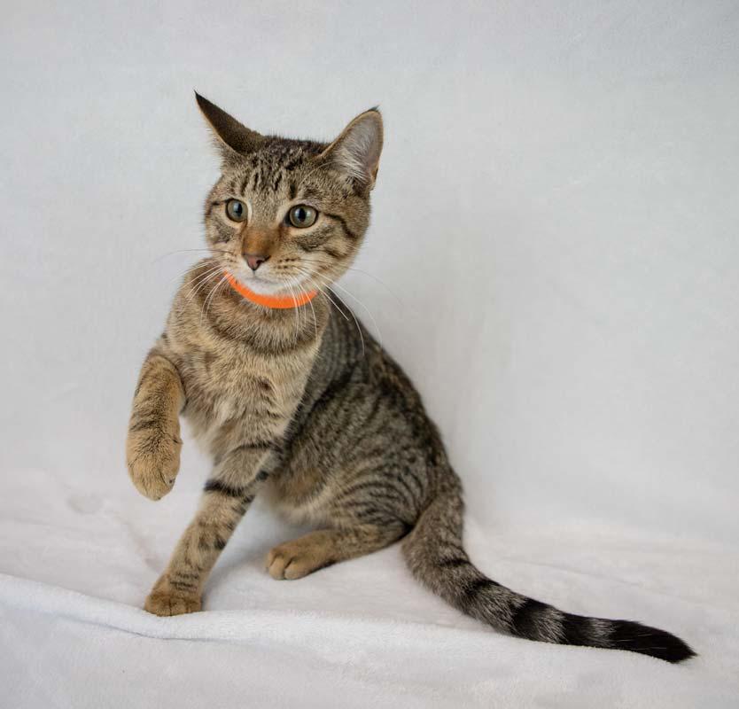 Enlarge Q*Bert, a Adoptable mixed breed in Kennesaw, GA image 4/6