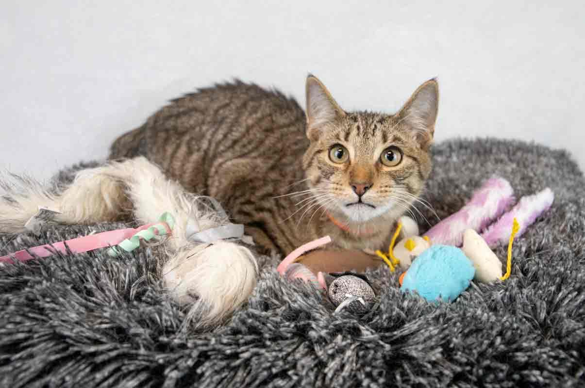 Enlarge Q*Bert, a Adoptable mixed breed in Kennesaw, GA image 5/6