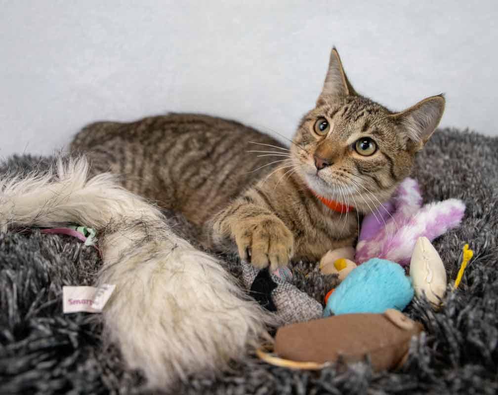 Enlarge Q*Bert, a Adoptable mixed breed in Kennesaw, GA image 6/6