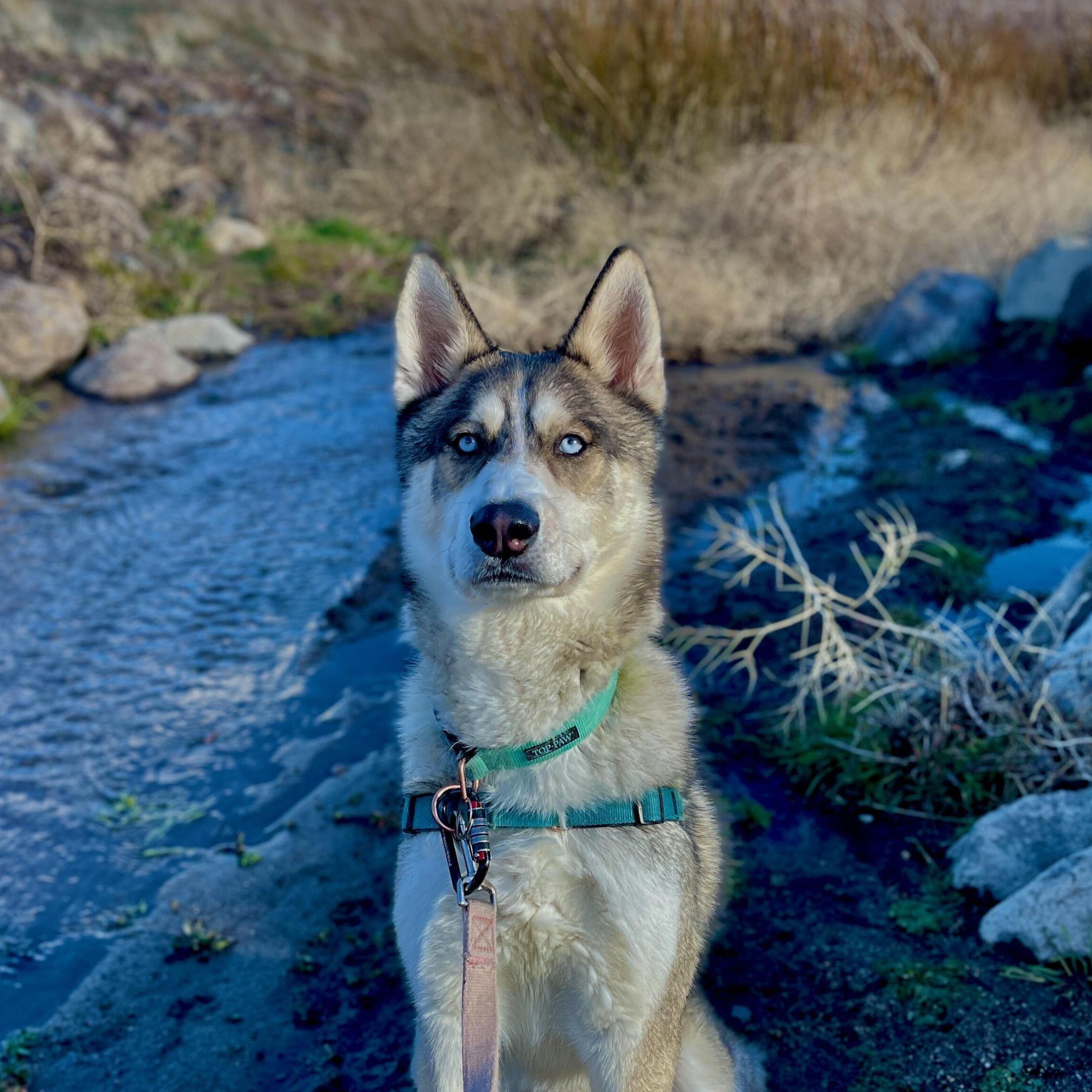 Enlarge Cassian, a Adoptable Siberian Husky in Washoe Valley, NV image 2/2