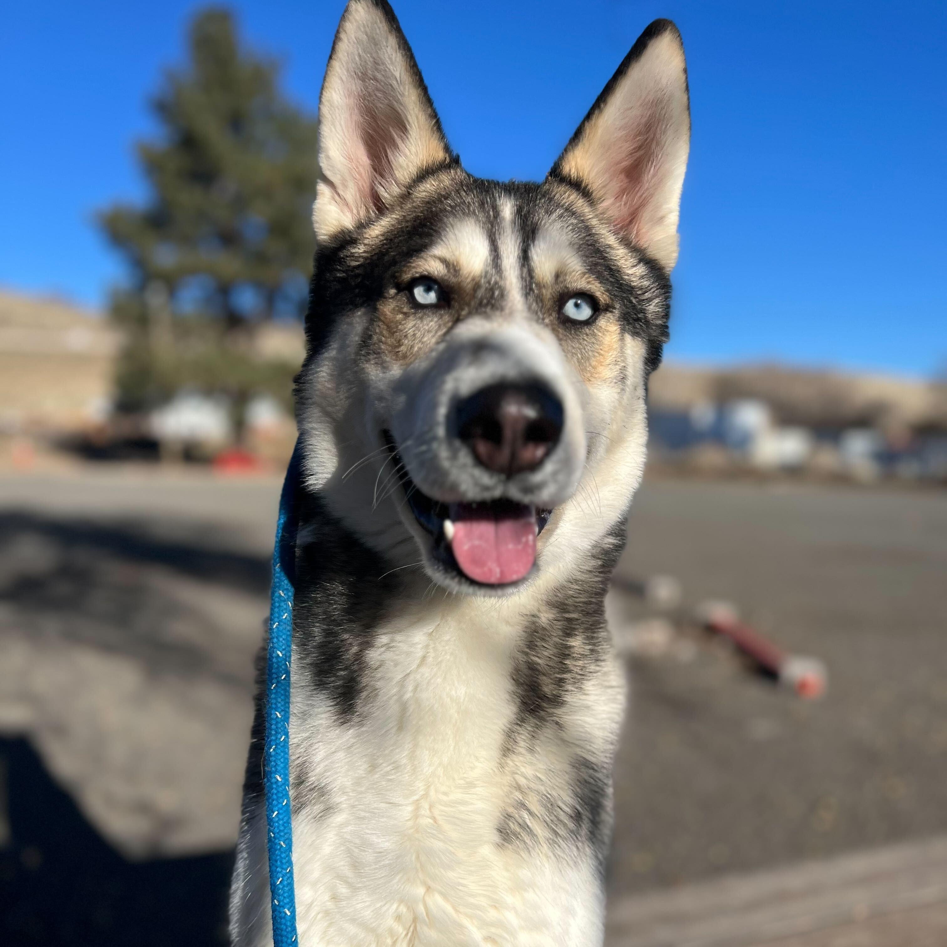 Cassian, Adoptable, Young Male Siberian Husky.