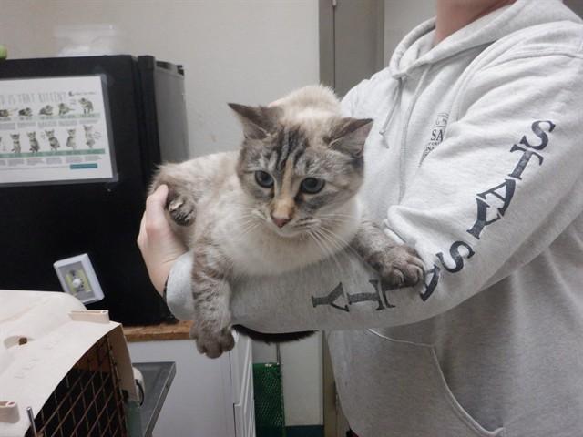 CLEOCATRA, Adoptable, Young Female Siamese & Domestic Short Hair.