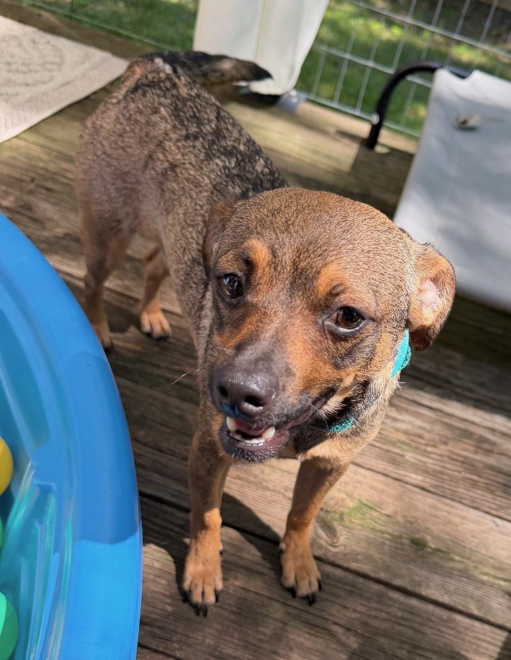 Butterbean, an adopted mixed breed in Brooklyn, NY image 5/6