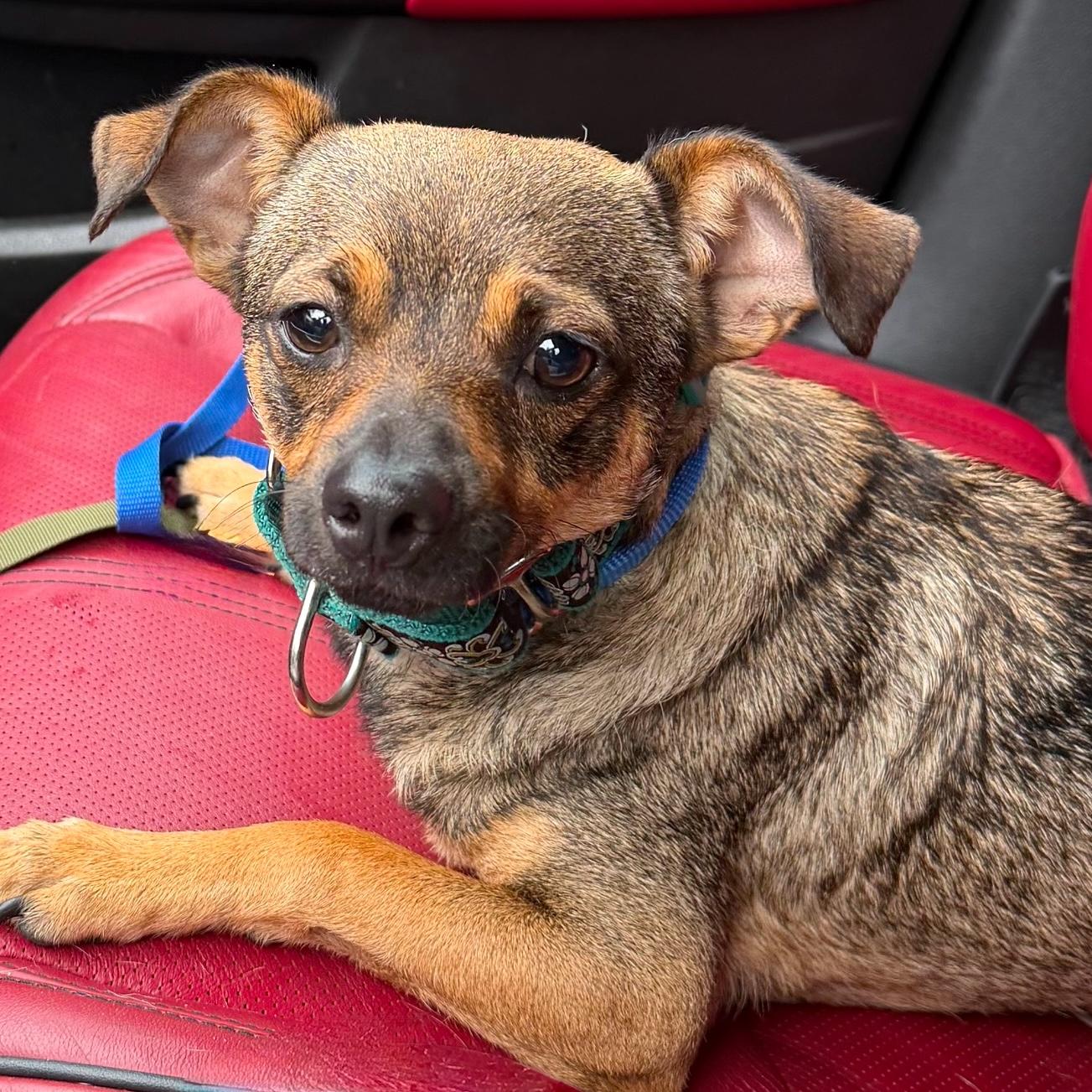 Butterbean, an adopted mixed breed in Brooklyn, NY image 4/6