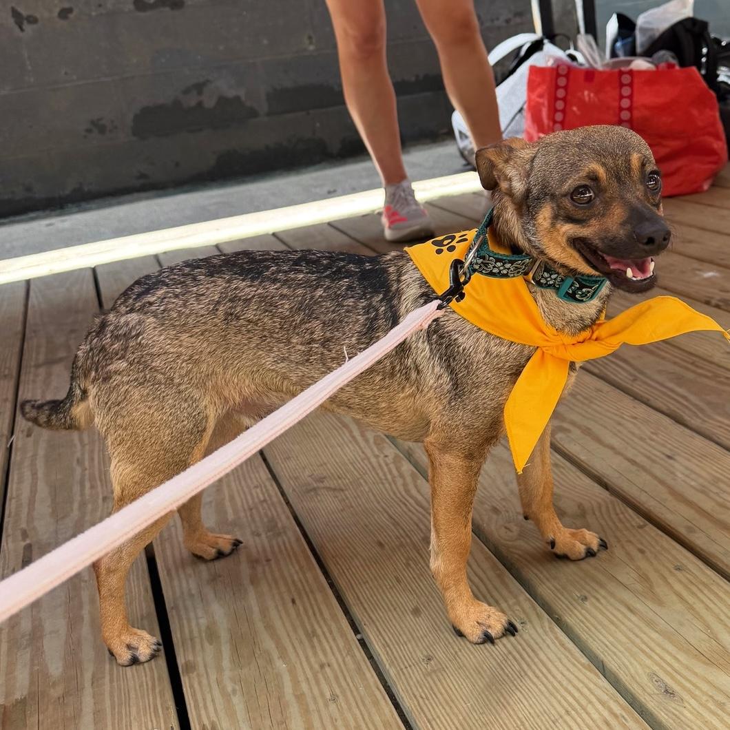 Butterbean, an adopted mixed breed in Brooklyn, NY image 6/6