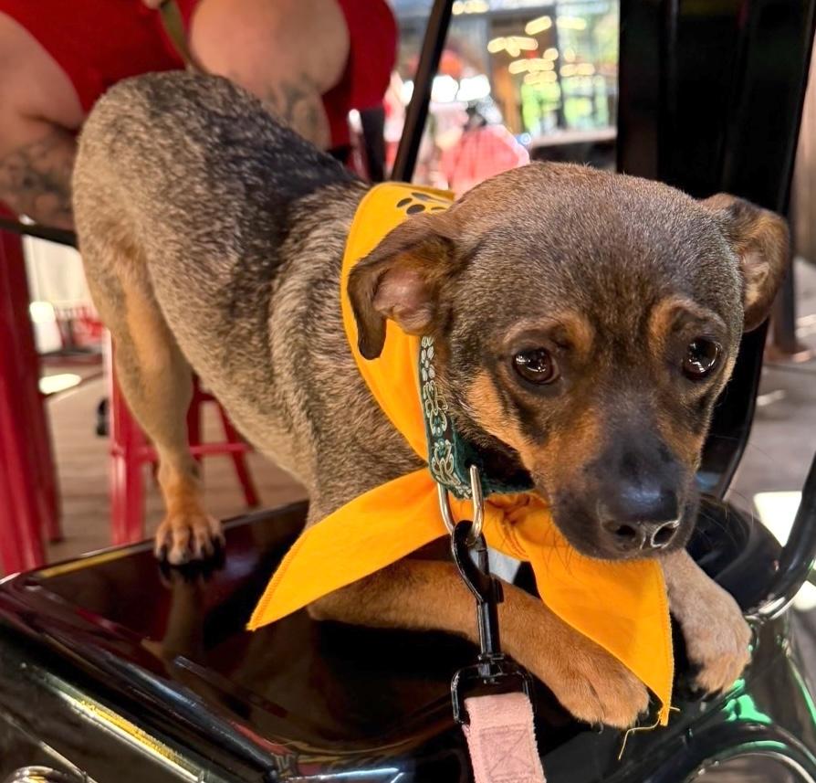 Butterbean, an adopted mixed breed in Brooklyn, NY image 2/6