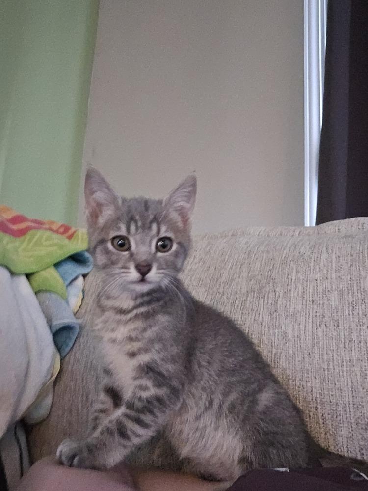 Freya, Adoptable, Kitten Female Domestic Short Hair.