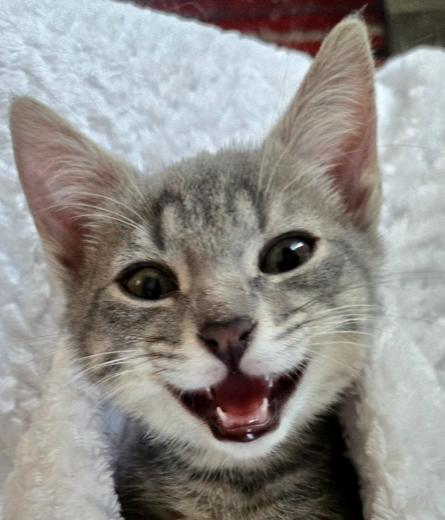 Freya, a Adoptable Domestic Short Hair in Greenbelt, MD image 2/2