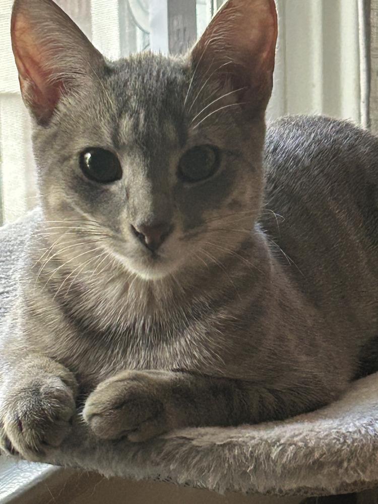 Enlarge Freya, a Adoptable Domestic Short Hair in Greenbelt, MD image 3/3