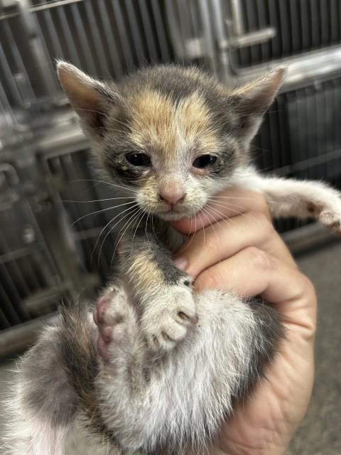 IRIS, Adoptable, Young Female Domestic Short Hair.