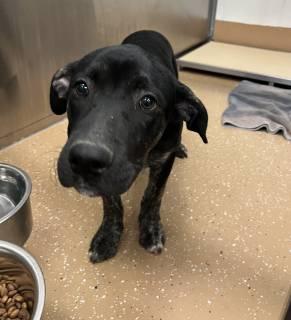 Enlarge Chess, a Adoptable mixed breed in Allen, TX image 1/1
